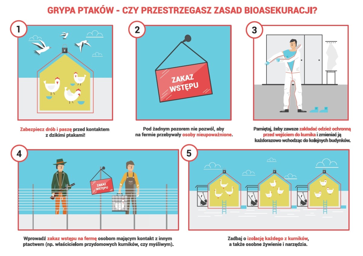 Fragment plakatu informacyjnego o prawidłowych zasadach bioasekuracji